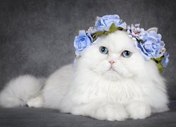 Biały, Kot, Wianek, Kwiaty