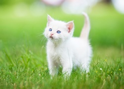Biały kotek na zielonej trawie