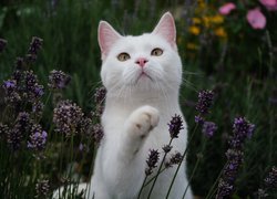Biały, Kot, Fioletowe, Kwiaty