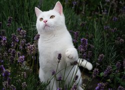 Biały kotek w kwiatach lawendy