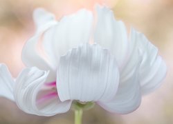 Biały kwiat kosmei