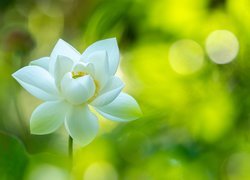 Biały kwiat lotosu na zielonym tle