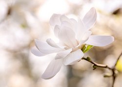 Kwiat, Biała, Magnolia, Rozmycie