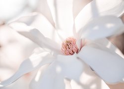 Biały kwiat magnolii w makro