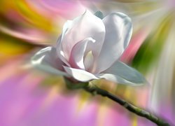 Kwiat, Biały, Magnolia, Grafika