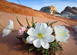 Biały kwiat z pąkami na piasku