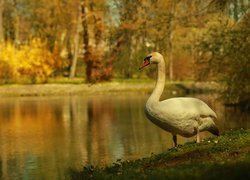 Biały łabędź na brzegu jeziora