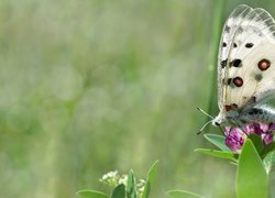 Biały, Motyl, Kwiat, Rozmyte, Tło