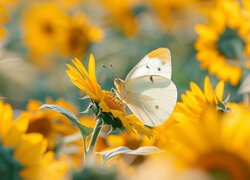 Biały, Motyl, Żółte, Kwiaty, Słoneczniki