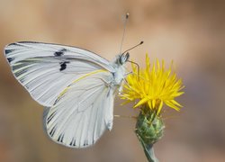 Biały, Motyl, Żółty, Kwiat