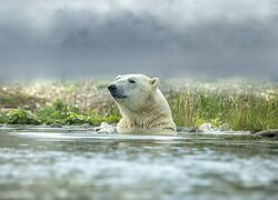 Niedźwiedź polarny, Woda, Kąpiel