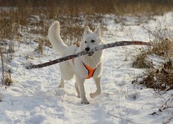 Zima, Pies, Biały owczarek szwajcarski, Śnieg, Aport, Kij