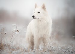 Biały owczarek szwajcarski na zaśnieżonej łące