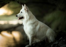 Pies, Biały owczarek szwajcarski