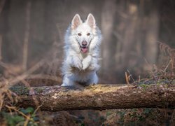 Biały owczarek szwajcarski, Las, Kłoda, Skok