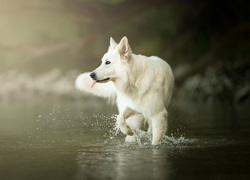 Pies, Biały owczarek szwajcarski, Woda