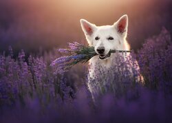 Pies, Biały owczarek szwajcarski, Lawenda