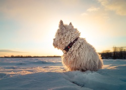 Biały pies siedzący na śniegu ogląda zachód słońca