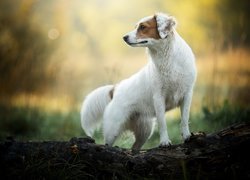 Biały pies w brązowe łaty na pyszczku