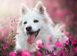 Biały, Pies, Kwiaty, Rozmycie