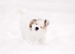 Biały, Pies, Zima, Śnieg