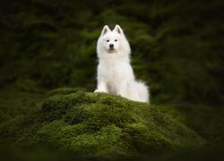 Biały samojed na mchu