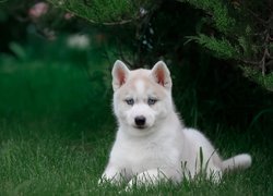 Biały szczeniak husky na trawie