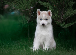 Biały szczeniak siberian husky pod krzakiem