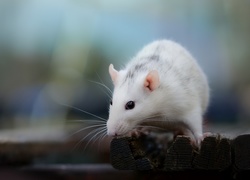 Biały szczurek na deskach