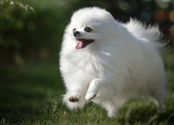 Biały, Radosny, Pies, Szpic miniaturowy