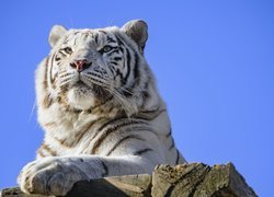 Biały tygrys leżący na deskach