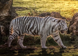 Biały tygrys na spacerze