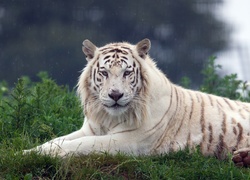 Biały tygrys odpoczywający na trawie