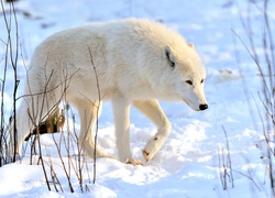 Biały wilk na śniegu