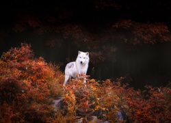Biały wilk pośród jesiennej roślinności