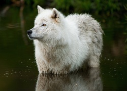 Biały wilk w wodzie