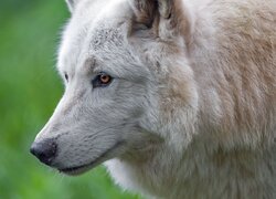 Biały wilk w zbliżeniu