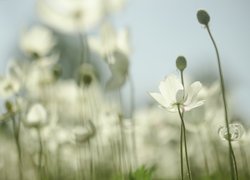 Biały zawilec wielkokwiatowy na tle nieba