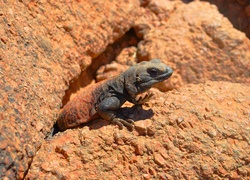 Biczogon- egzotyczna jaszczurka na skałach