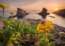 Biedronka i żółte kwiaty na tle skał w Morzu Czarnym