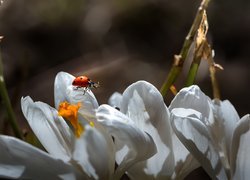 Biedronka na białych krokusach