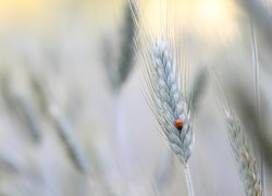 Biedronka na kłosie