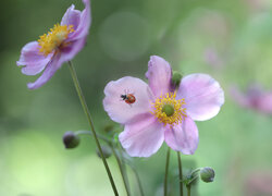 Biedronka na różowym kwiatku zawilca japońskiego