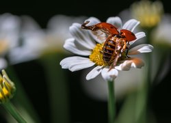 Biedronka z rozpostartymi skrzydłami na kwiatku