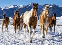 Biegnące konie w zaśnieżonych górach