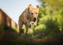 Biegnący, Pies, Labrador Retriever, Rośliny, Kwiatki