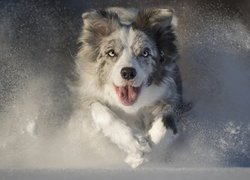 Border collie, Bieg, Zima, Śnieg