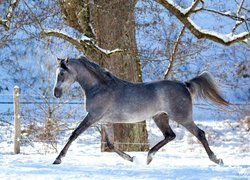 Biegnący koń po śniegu