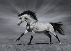 Biegnący, Koń, Czarno-Białe