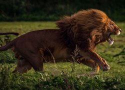 Biegnący lew